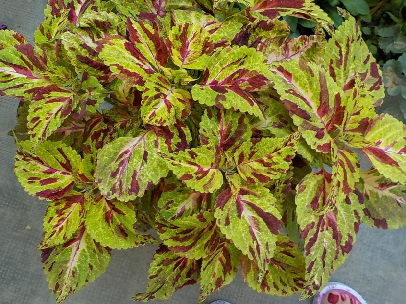  - coleus