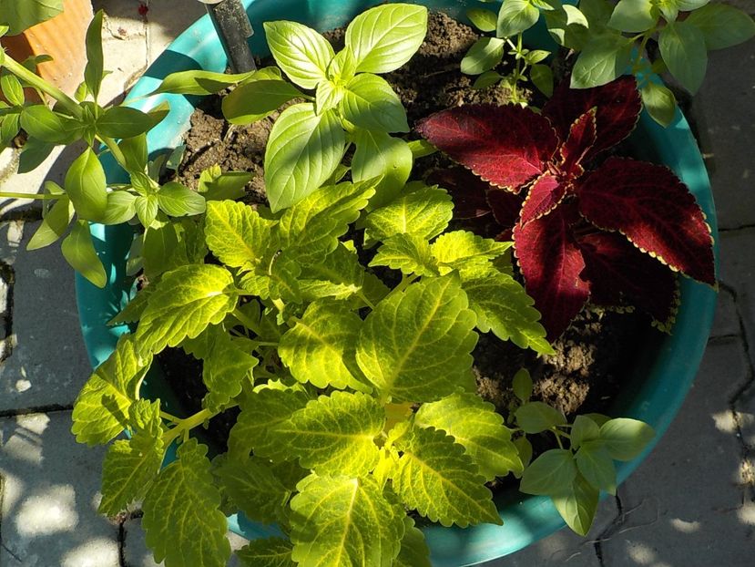  - coleus