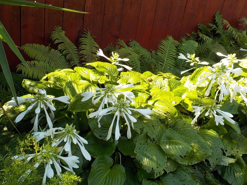  - hosta