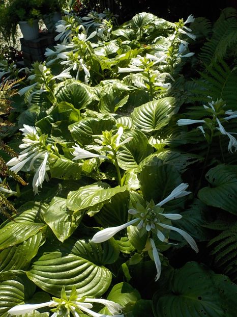  - hosta