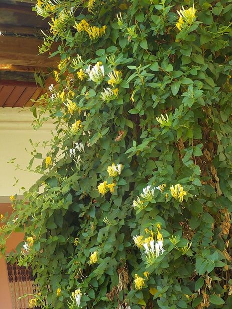  - lonicera