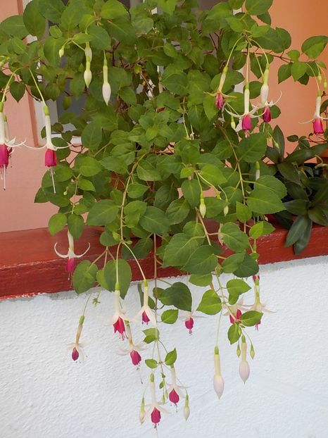  - fuchsii