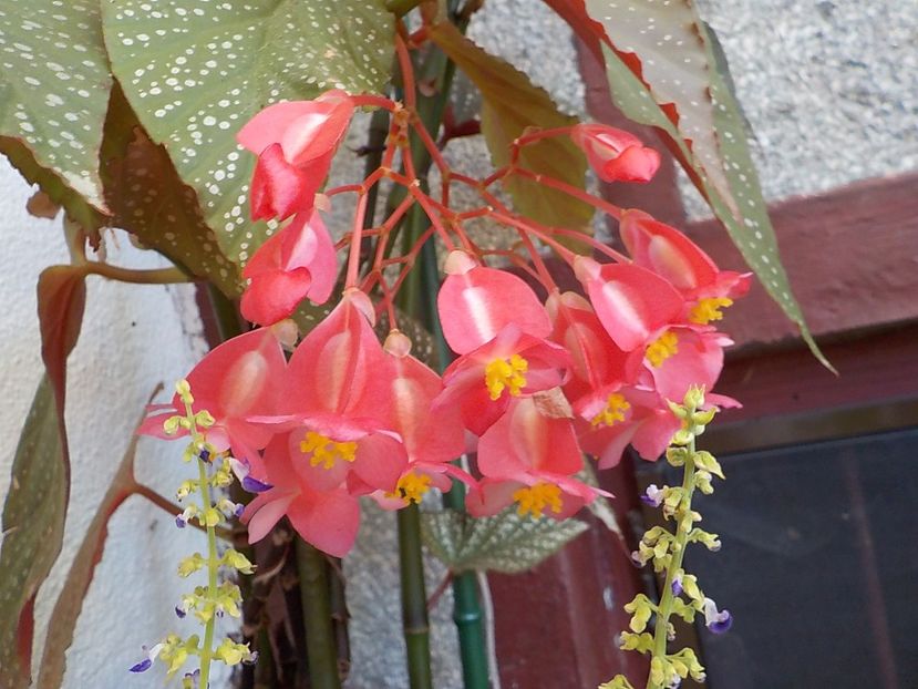  - begonia lucernae
