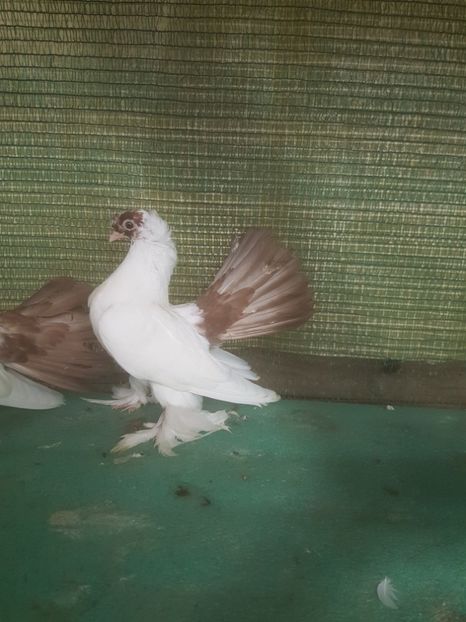 - NORDCAUCAZIAN cu coada rosie red tail pigeons