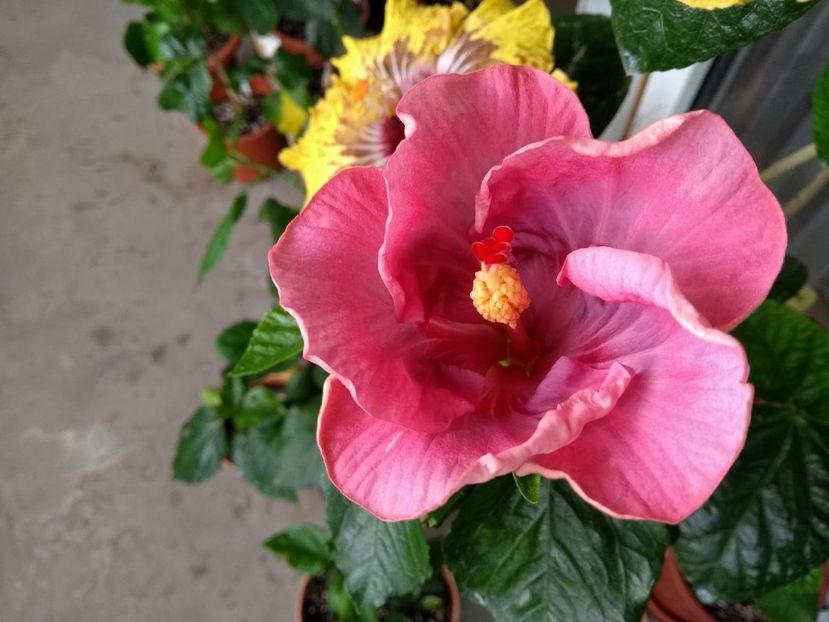  - Tahitian Raspberry Star