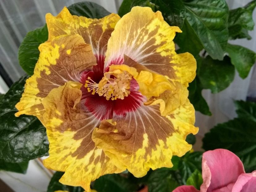 PM.Amritapuri - 0Hibiscus in colectie infloriti