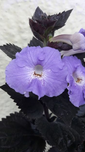 2018 - R19 - Texas Blue Bayou xA