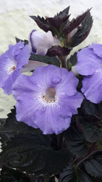  - R19 - Texas Blue Bayou xA