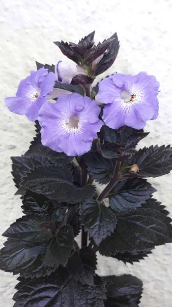  - R19 - Texas Blue Bayou xA