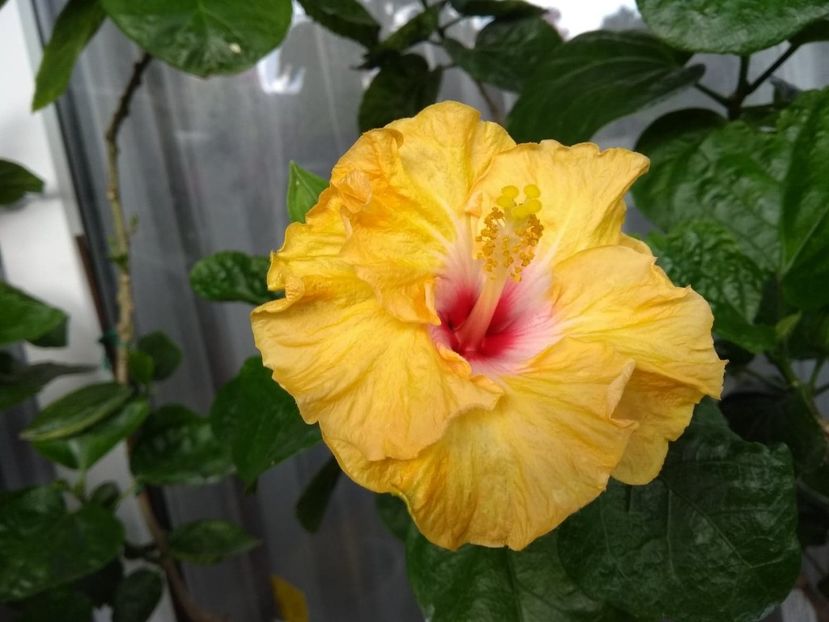  - Moorea Dancing Kevin