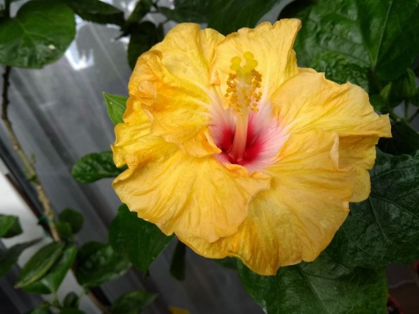  - Moorea Dancing Kevin