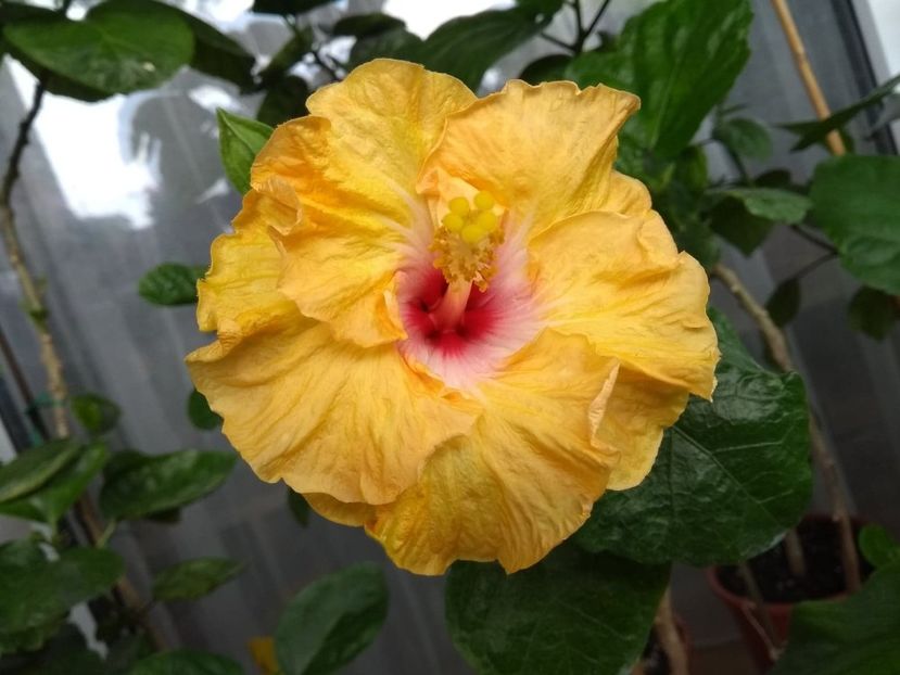  - Moorea Dancing Kevin