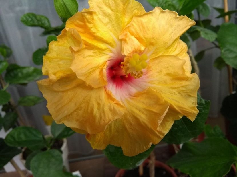  - Moorea Dancing Kevin