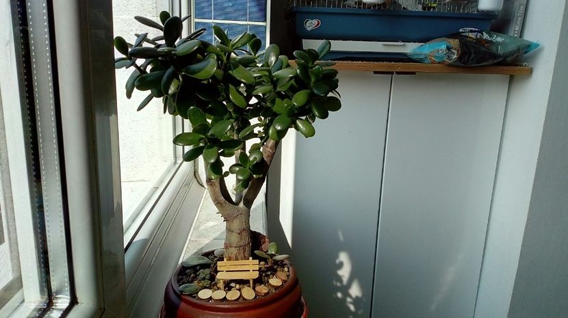  - 2018 - I love Crassula ovata