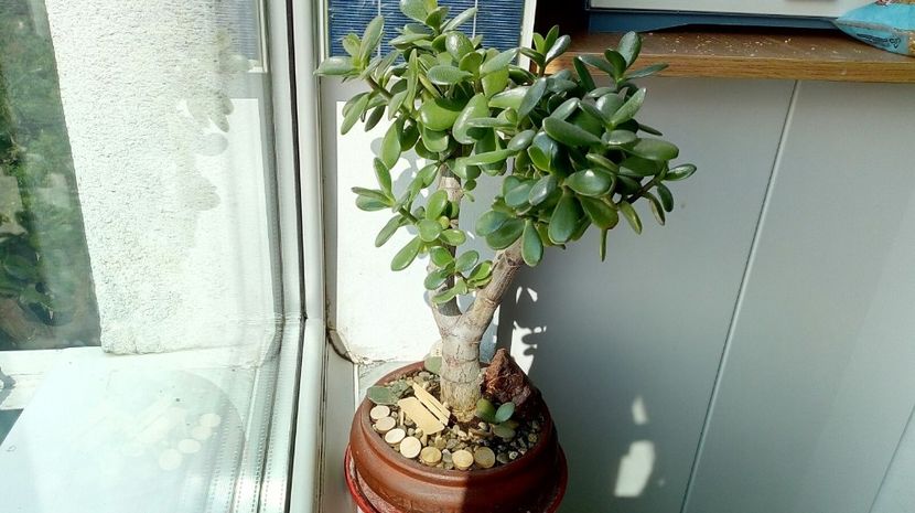  - 2018 - I love Crassula ovata