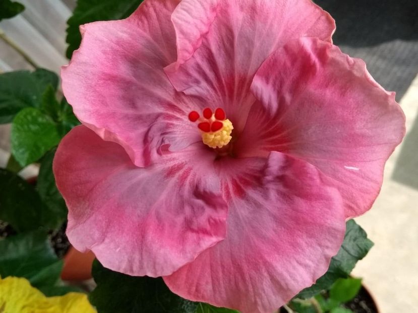 39467262_287121985209171_6657782866006507520_n (1) - Tahitian Raspberry Star