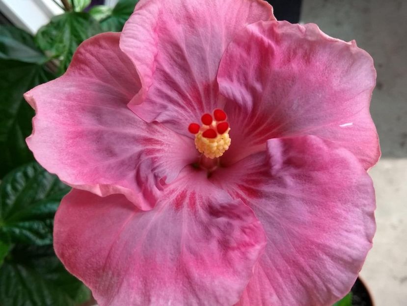  - Tahitian Raspberry Star