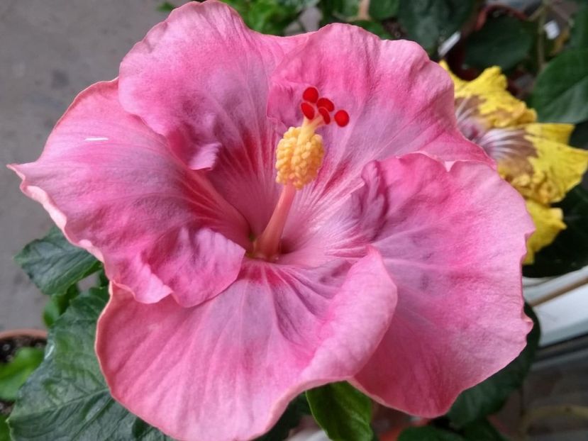  - Tahitian Raspberry Star