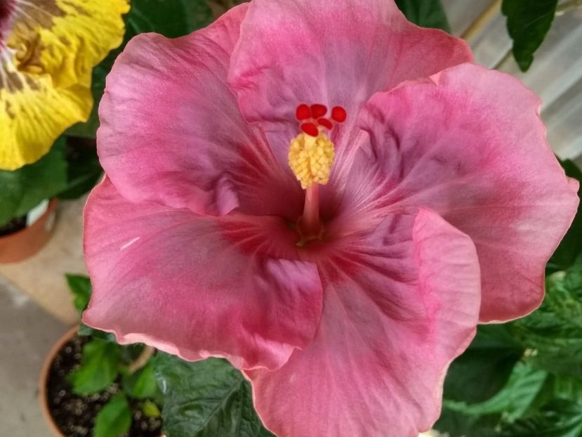  - Tahitian Raspberry Star