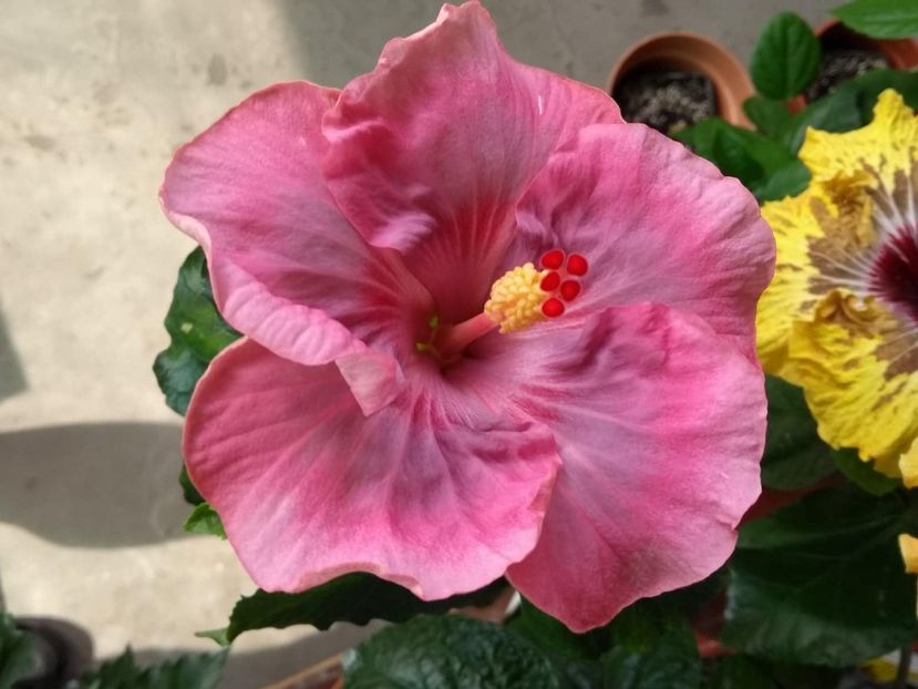  - Tahitian Raspberry Star