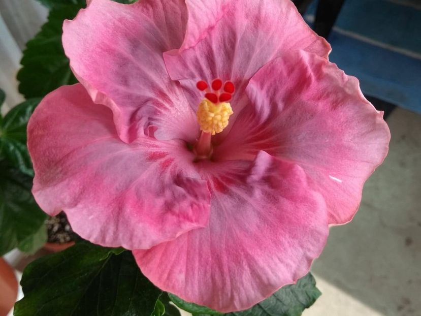  - Tahitian Raspberry Star