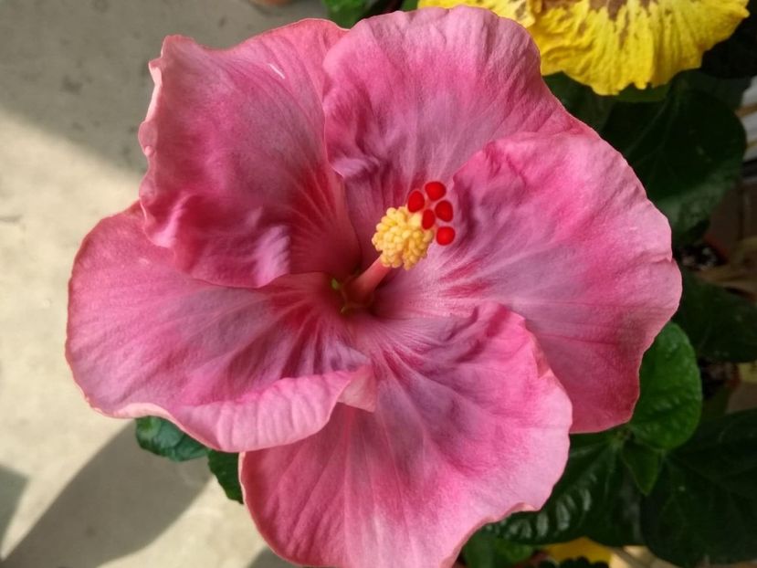  - Tahitian Raspberry Star