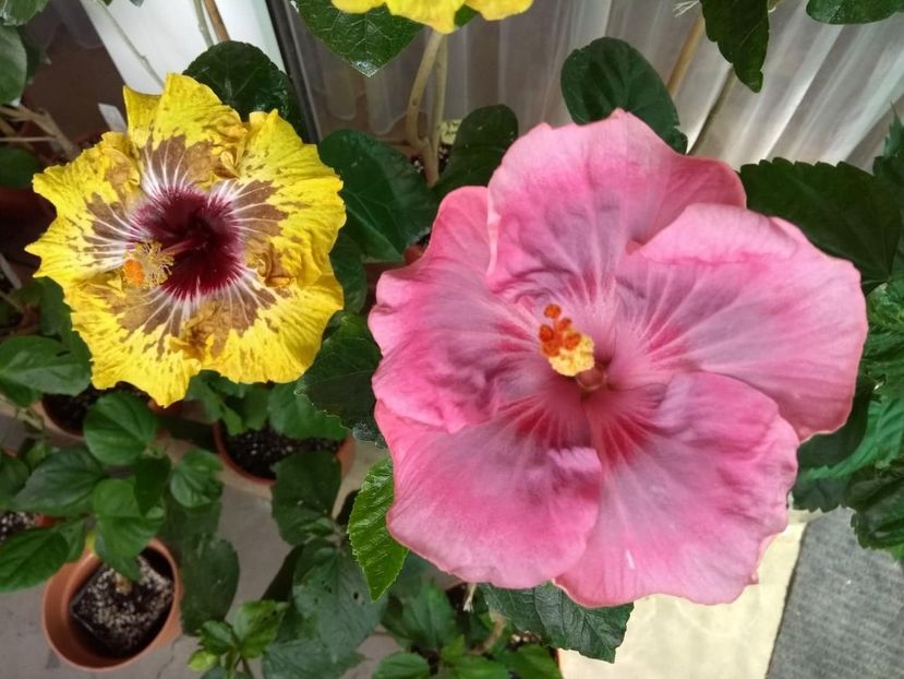  - 04Hibiscus