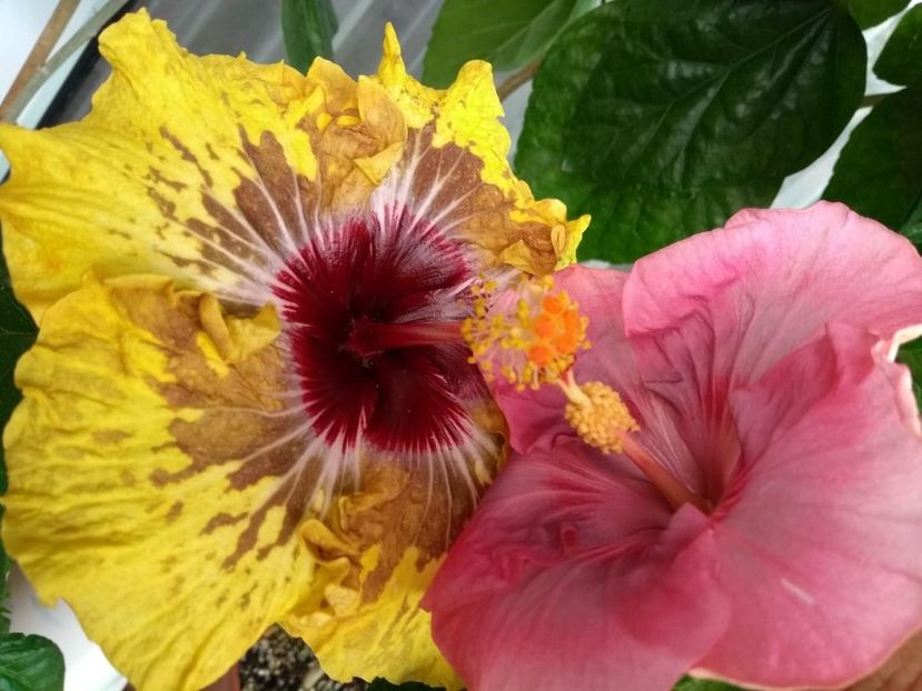  - 04Hibiscus