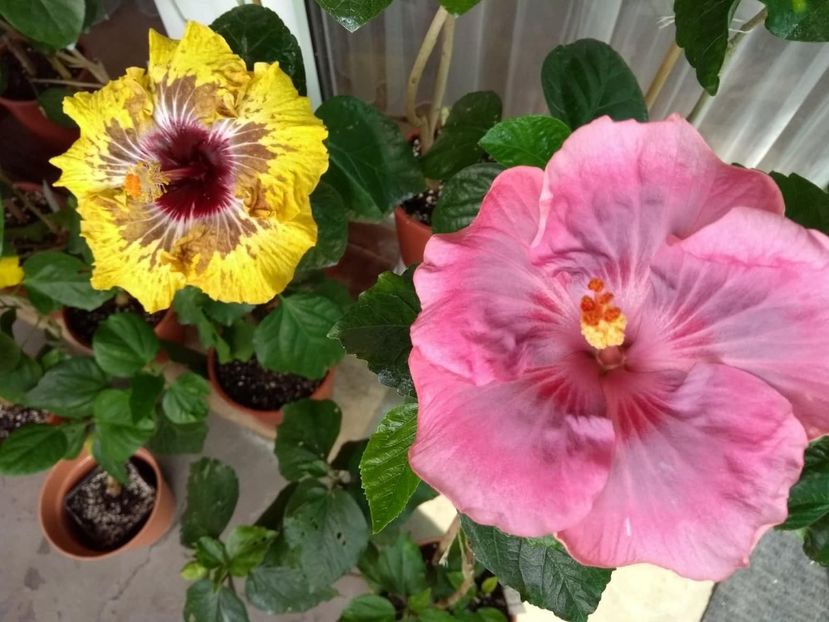  - 04Hibiscus