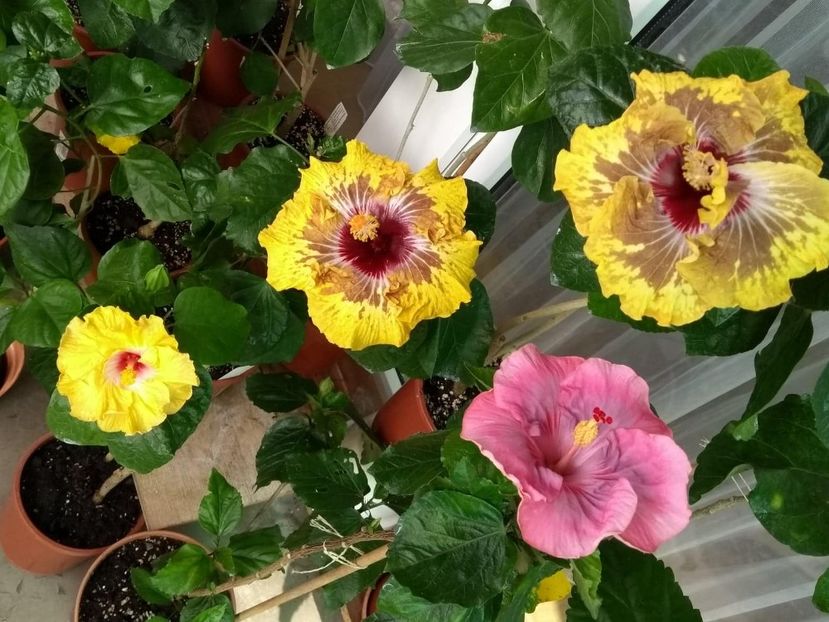  - 04Hibiscus