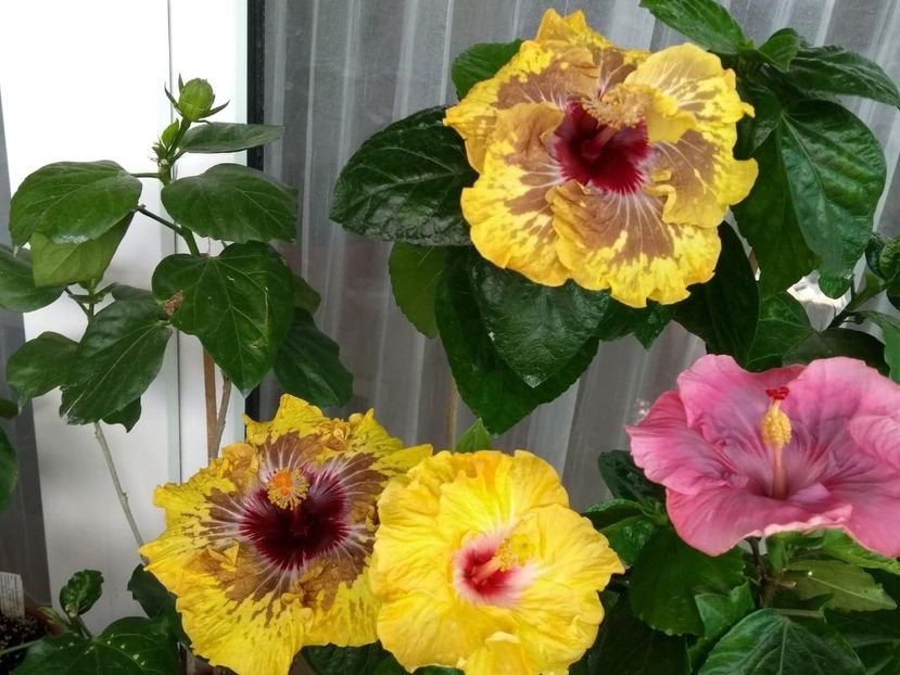  - 04Hibiscus