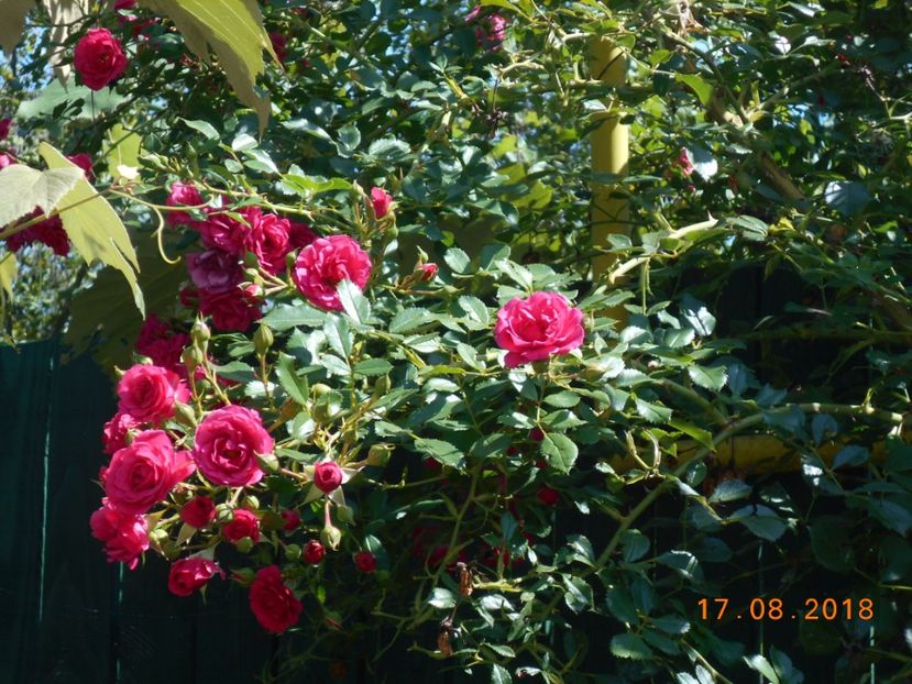 - 3Trandafiri 2018