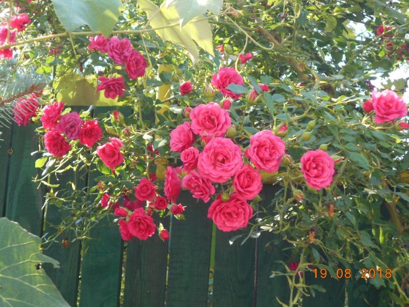  - 3Trandafiri 2018