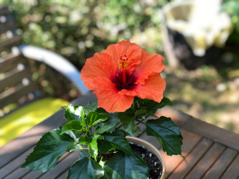 image3 - August 2018