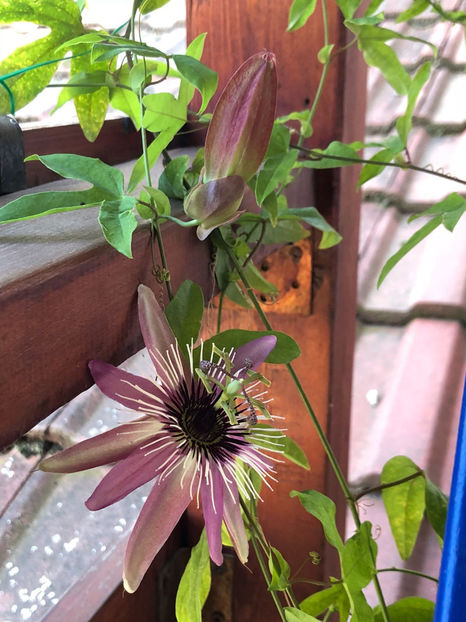 IMG-20180730-WA0004 - August 2018