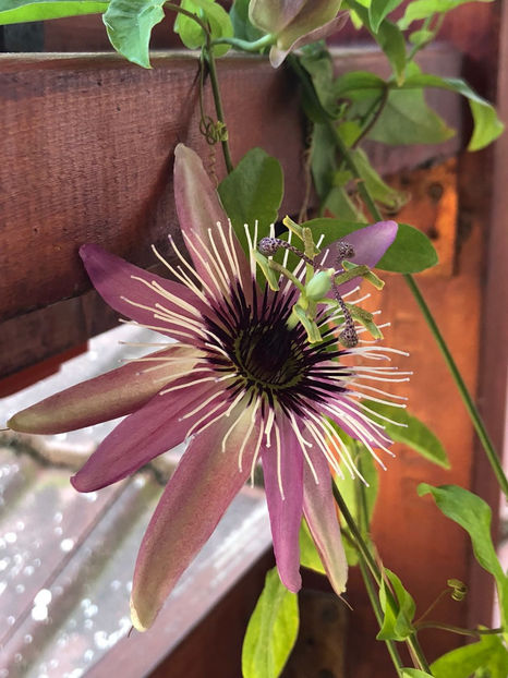 IMG-20180730-WA0005 - August 2018