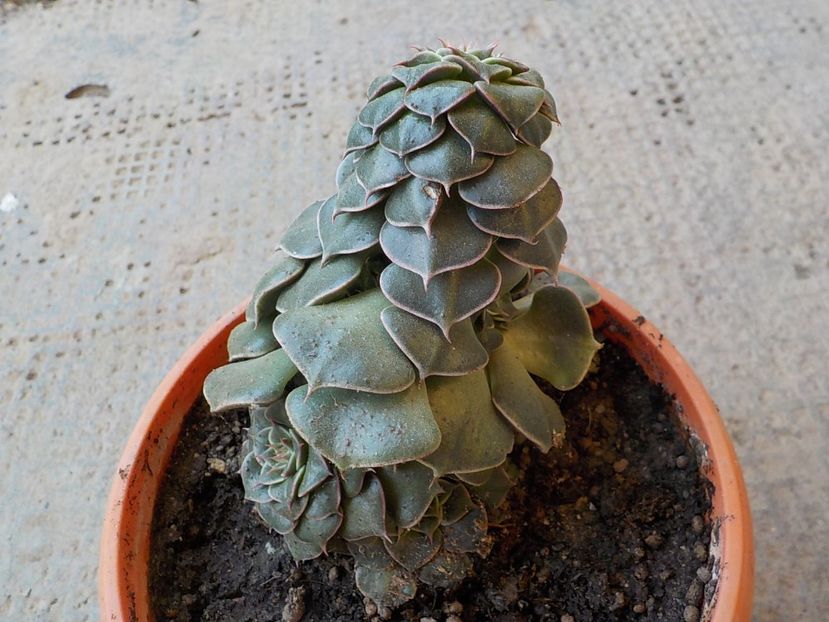  - Genul Graptopetalum