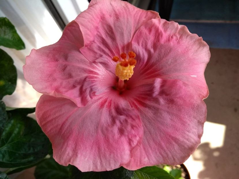  - Tahitian Raspberry Star