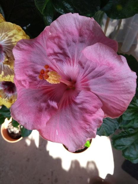  - Tahitian Raspberry Star