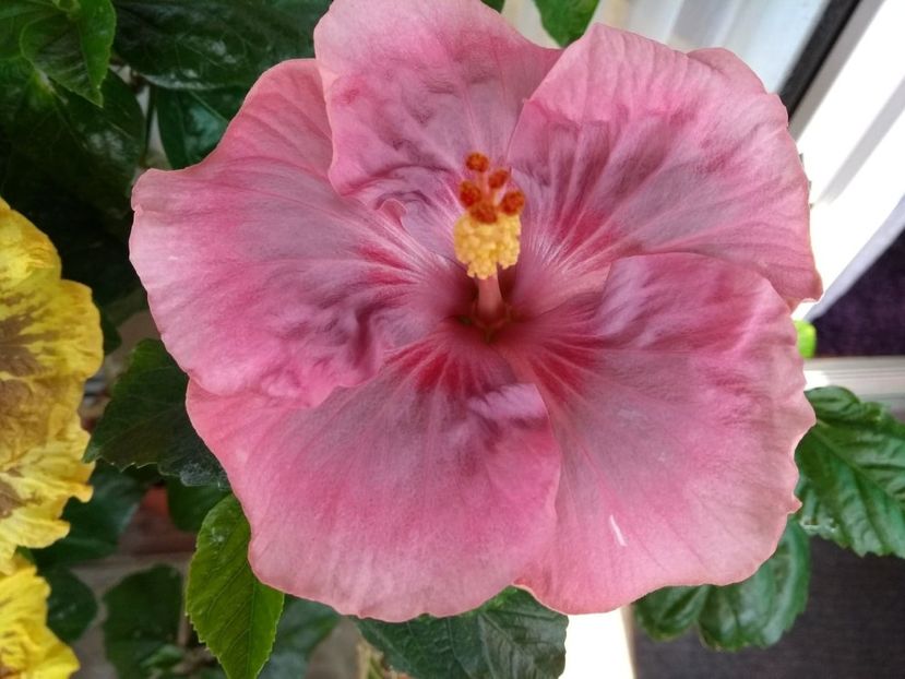  - Tahitian Raspberry Star