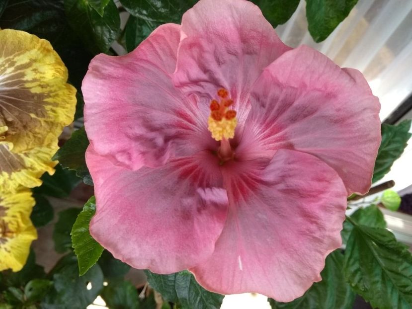  - Tahitian Raspberry Star