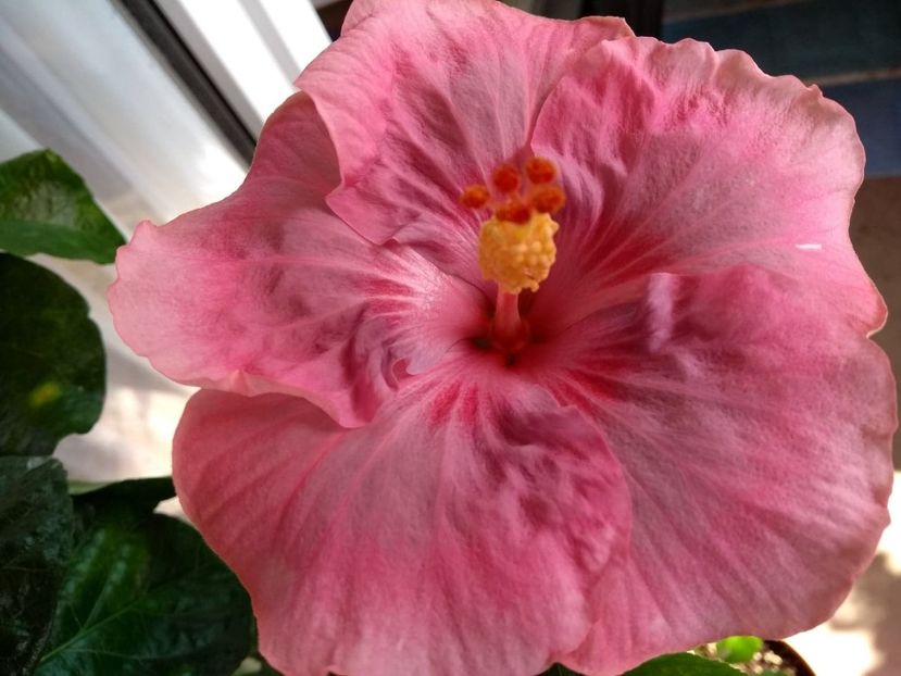  - Tahitian Raspberry Star