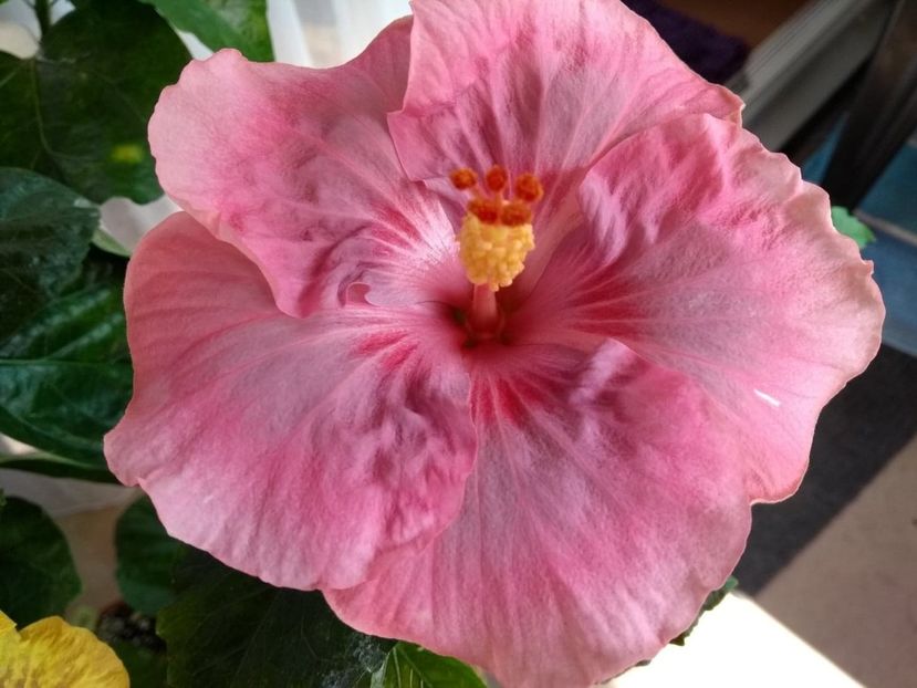  - Tahitian Raspberry Star