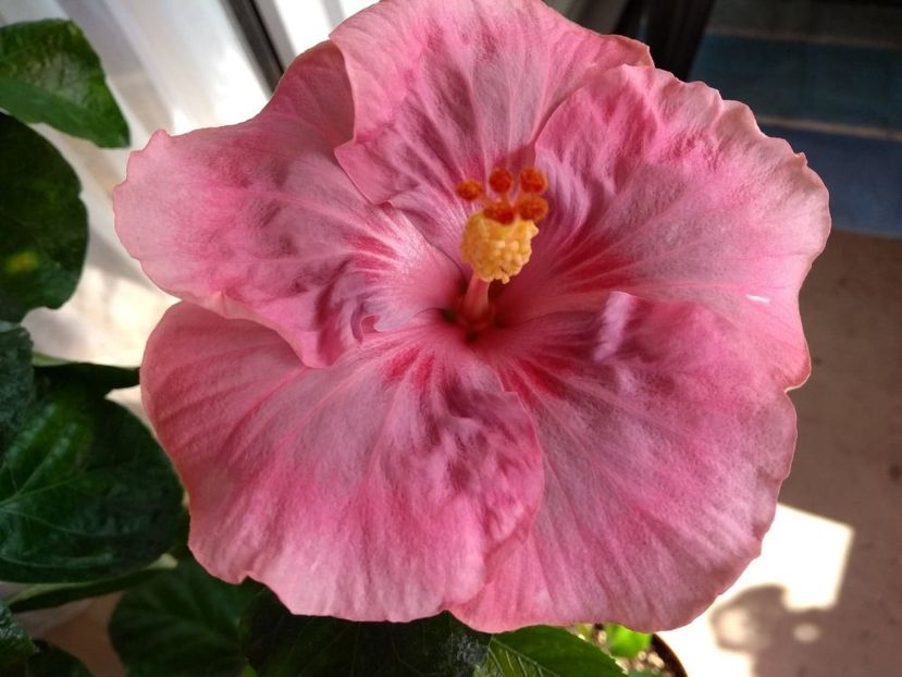  - Tahitian Raspberry Star