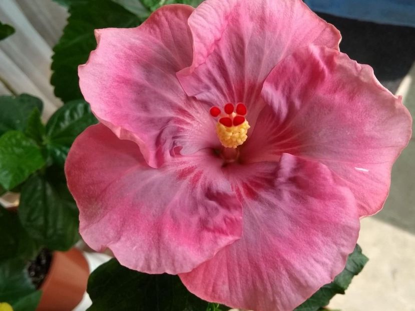  - Tahitian Raspberry Star