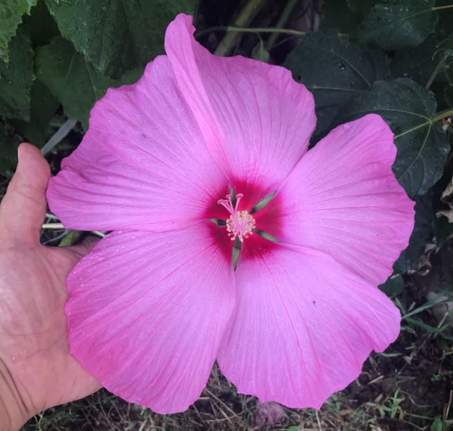 143301BD-E835-4233-A72D-18BF16607E4F - Vand seminte de Hibiscus moscheutos luna