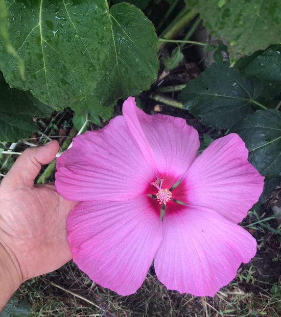 CB663401-AD3B-4E58-AB88-A1402BA28EAB - Vand seminte de Hibiscus moscheutos luna