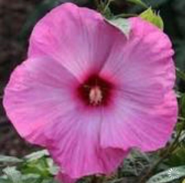 06875263-0BBB-4A73-9517-F98CDB62F1D3 - Vand seminte de Hibiscus moscheutos luna
