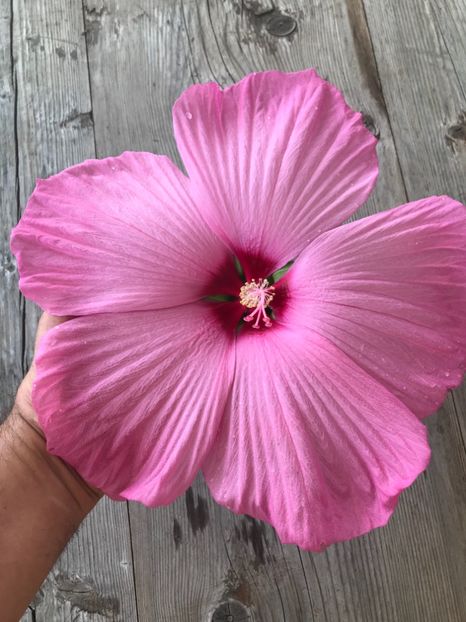 47581C54-B026-4F50-9C5D-08F80347D11D - Vand seminte de Hibiscus moscheutos luna