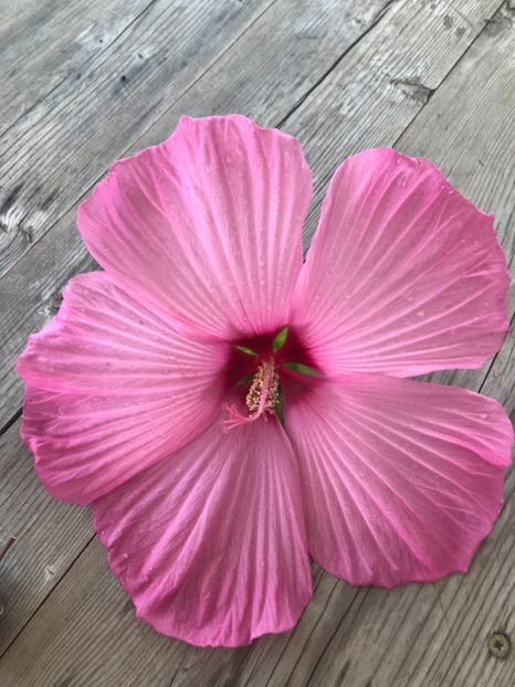 59A2D203-FBF4-4147-969D-9C8601022F42 - Vand seminte de Hibiscus moscheutos luna